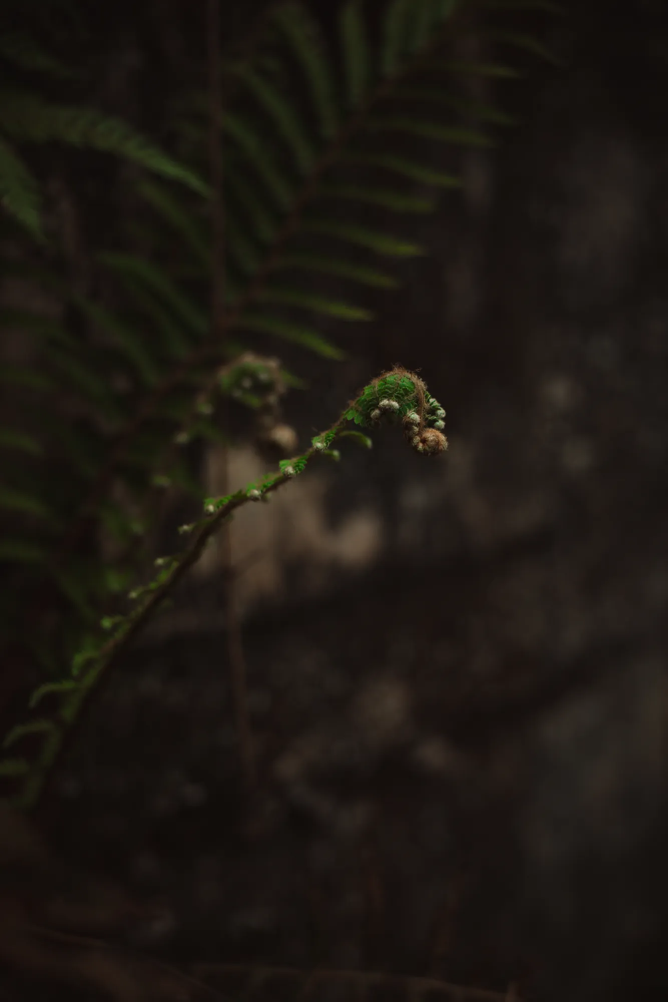 Senderos — 2